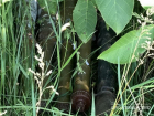Гранатомет с боеприпасами нашли в лесу близ Комрата