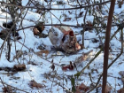  Жуткая находка в Кишинёве – в чеканском лесу обнаружен череп 