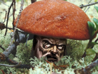 Специалисты призывают не есть собранные в лесу грибы