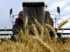 В Молдове сократился засев полей пшеницей