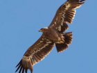 В Молдову прилетел редчайший степной орел Йорук