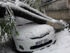 Не те деревья пилят: десятки автомобилей в Кишиневе повреждены сломанными ветками