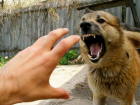 В Приднестровье собака покусала троих детей