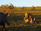 Нападение разъяренного носорога на занимающихся сексом львов попало на видео