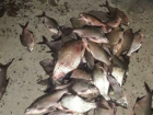 «Воровали рыбу мешками» - на границе с Румынией прошли массовые задержания браконьеров