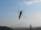 Угроза: в Молдове ожидается нашествие комаров, заражающих глистами