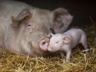 Китай запретил ввоз молдавской свинины