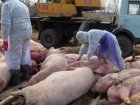 Румынские пограничники отбирают и уничтожают все продукты питания у граждан Молдовы