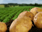 Молдавская аномалия: за май месяц цена на картофель выросла почти вдвое
