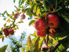 В Молдове вырубают сады. Из-за запрета РФ выращивать яблоки стало невыгодно