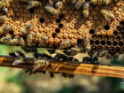В Комрате завелись пчелиные воры – с пасеки украдено четыре улья