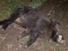 На севере Молдовы африканская чума свиней косит поголовье диких животных