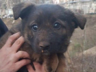 Спецоперация в Кишиневе: из трубы спасли щенка