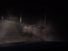 Кабанов, спокойно прогуливавшихся по улице Кишинева, сняли на видео 