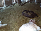Волки зарезали стадо коз в Чимишлии: испугавшиеся жители заперли детей в домах
