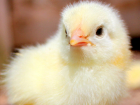 Грузию атаковала орда цыплят, которые вылупились из выброшенных на свалку "плохих" яиц 