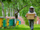 В Чадыр-Лунге откроется пчеловодческий центр на 70 рабочих мест