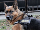 Полицейский пёс Неро показал себя героем на таможне