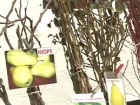 Молдавские саженцы деревьев и черенки винограда запретили в России