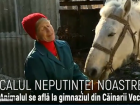 Душещипательная история одной молдавской лошадки из Сорокского района