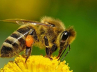 В Молдове 20 мая будет отмечаться День пчел