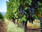 Молдова вошла в ТОП-10 самых популярных винных направлений мира