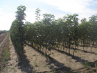 Молдавские компании решили засадить Россию саженцами фруктовых деревьев и винограда