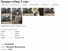 В Молдове предлагают поменять собаку... на овец