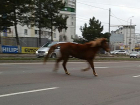 ﻿Бегающая по оживленной улице лошадь шокировала водителей в Кишиневе 