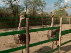 В Молдове начали выращивать страусов