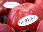 Молдова заняла девятое место в мировом ТОП-20 по темпам увеличению объема экспорта яблок 