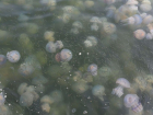 Тысячи медуз превратили воду Черного моря в Одессе в студень