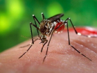 Житель Кагула заболел лихорадкой Западного Нила после укуса комара
