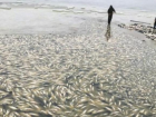 Шокирующие фото: тысячи мертвых рыб плавают в воде водохранилища Конгаз
