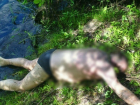 Тело утонувшего мужчины обнаружили на берегу пруда в Оргеевском районе