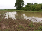 Поля кукурузы и подсолнечника во многих селах Молдовы уничтожили ливни