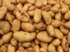 Из Беларуси в Молдову пытались ввезти 21 тонну зараженного опасной бактерией картофеля