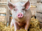 Вспышка африканской чумы свиней зафиксирована в Бричанском районе