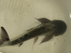 В Одессе акула «сбежала» из аквариума в отеле