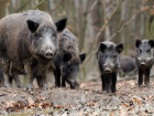 Министр: из-за войны дикие кабаны мигрируют в Молдову