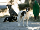Кишиневские волонтеры намерены подсчитать количество бродячих собак и вести такую статистику ежегодно