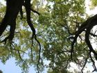 Липканы: парк, 400-летний дуб и старинная усадьба