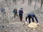 Рядом с селом Чучулены лесные браконьеры срезали 18 деревьев