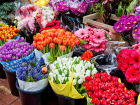 Импортные цветы представляют опасность для здоровья граждан