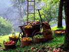 В Молдове некому собирать урожай яблок, для этого приглашают узбеков