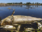 Экологическая катастрофа в Сынжерейском районе: тонны мертвой рыбы в гниющем состоянии плавают в озере