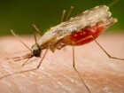 В Молдове зарегистрирован случай смерти от малярии 