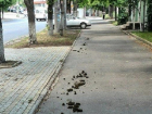 "Благоухающие" сюрпризы от лошади на тротуаре возмутили жителей Кишинева