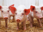 Новые очаги африканской чумы свиней выявлены в двух районах Молдовы
