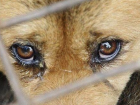 Жестокое и ужасающее обращение с собаками сотрудников службы по отлову животных попало на видео